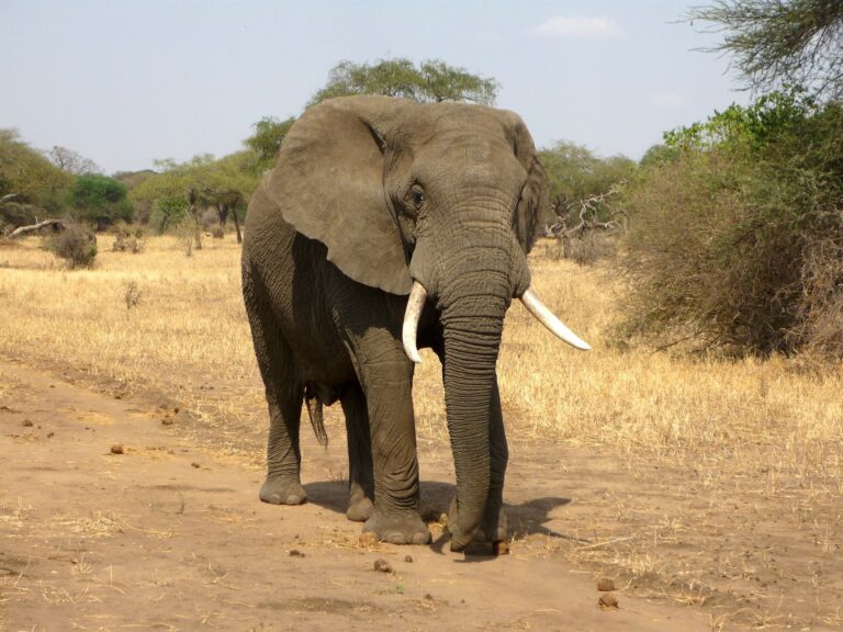 Endengered Species