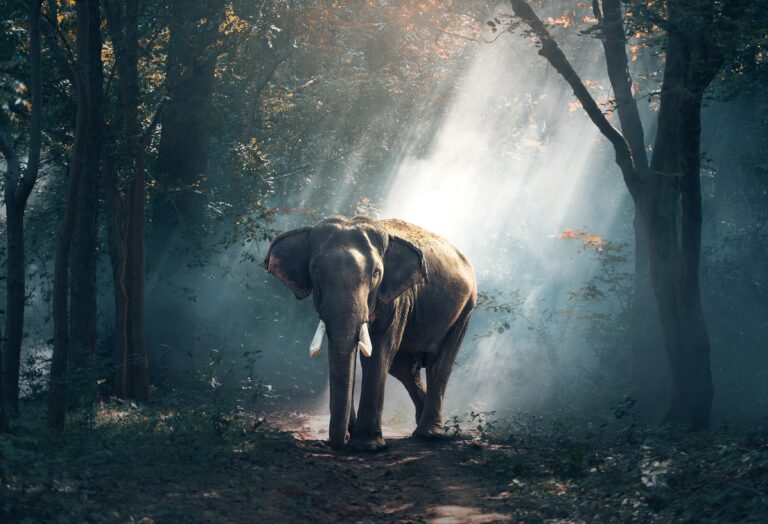 Wildlife Habitats