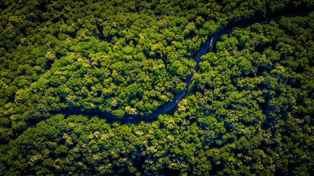 Amazon Forest